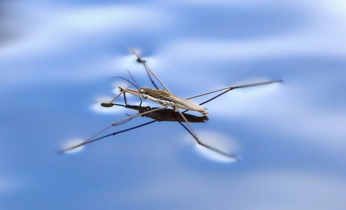 surface tension water strider